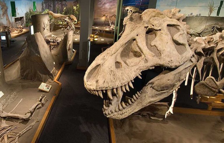 The Royal Tyrrell Museum of Palaeontology Case Study