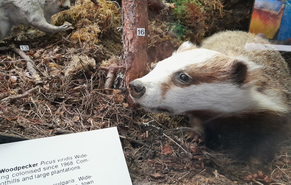 Hazardous taxidermy badger on display in the collection. Photo by Angela.