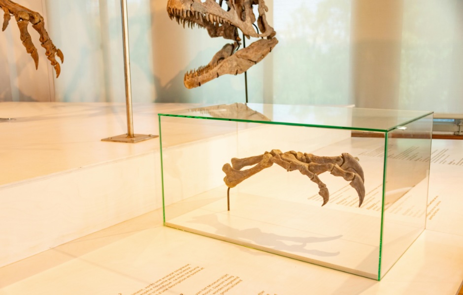 Fossilized dinosaur bones, which can pose radiation or chemical risks, displayed in a museum case.