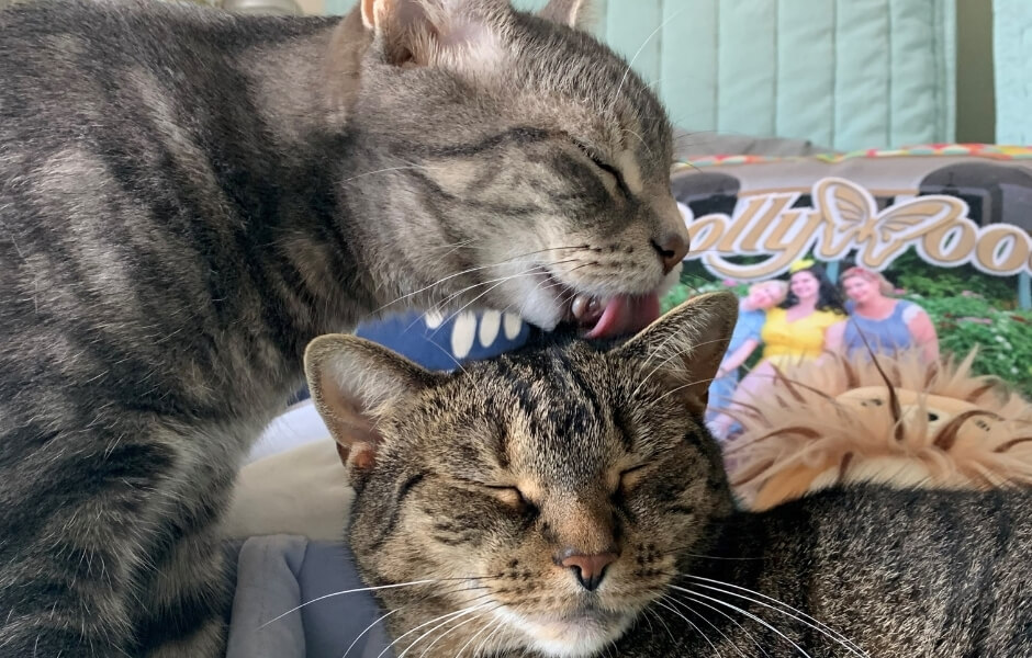 Allison Galland's two cats