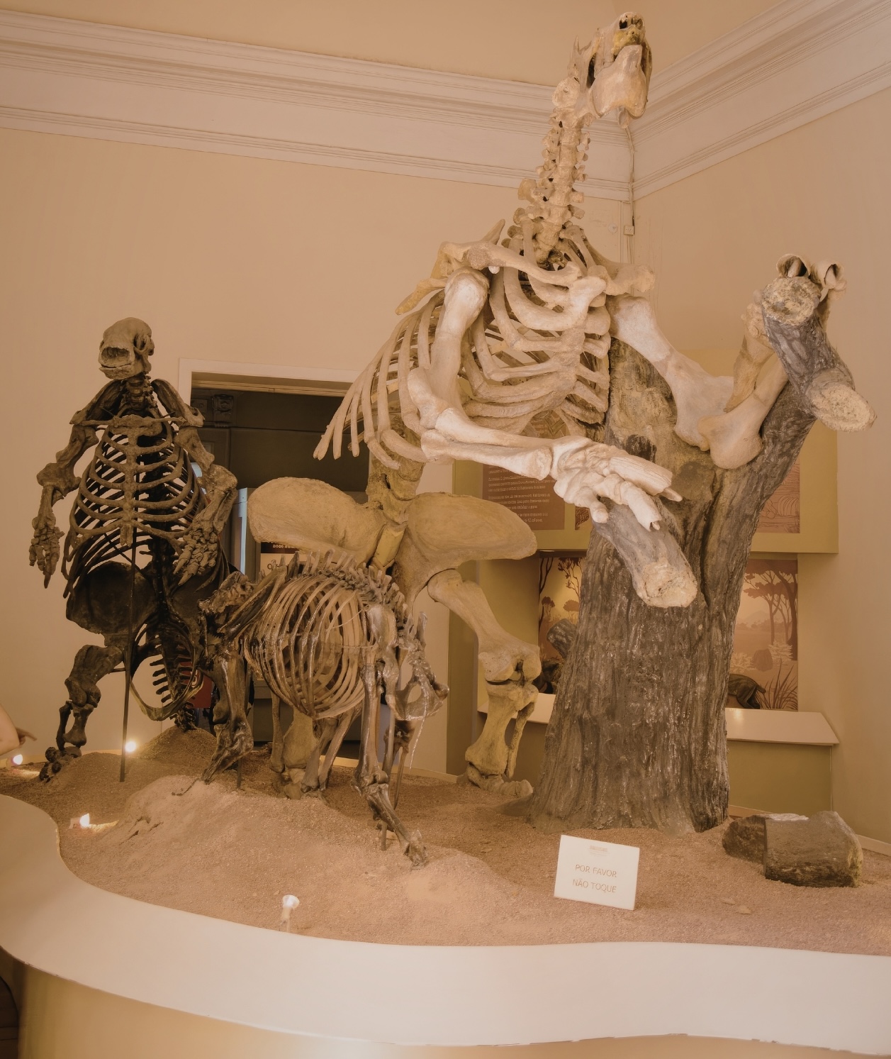 museum display showing the skeletons of ancient animals.