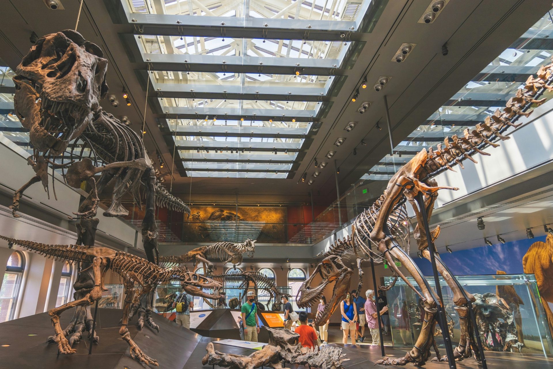 national museum exhibition featuring large scale skeletons.