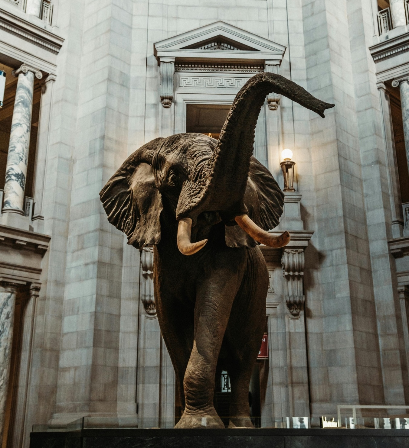 natural museum featuring a large display of an elephant.