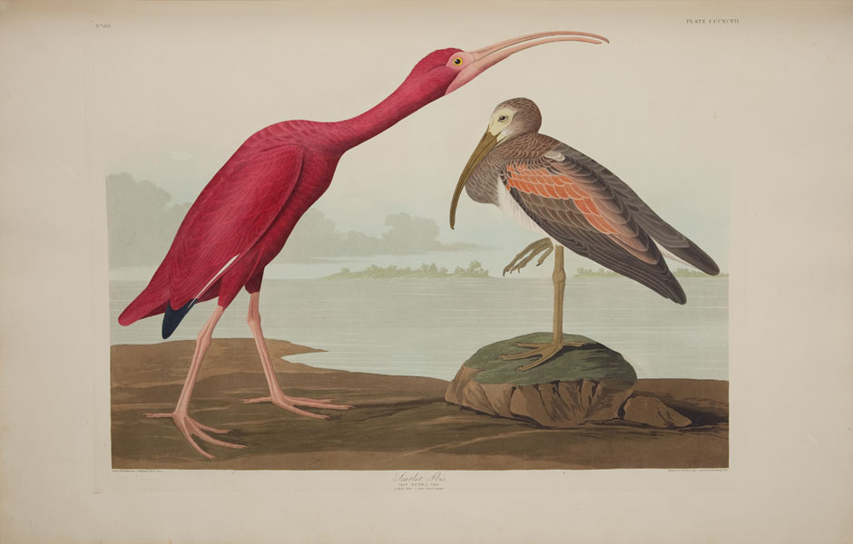 The Scarlet Ibis by John James Audubon at the Stark Museum of Art