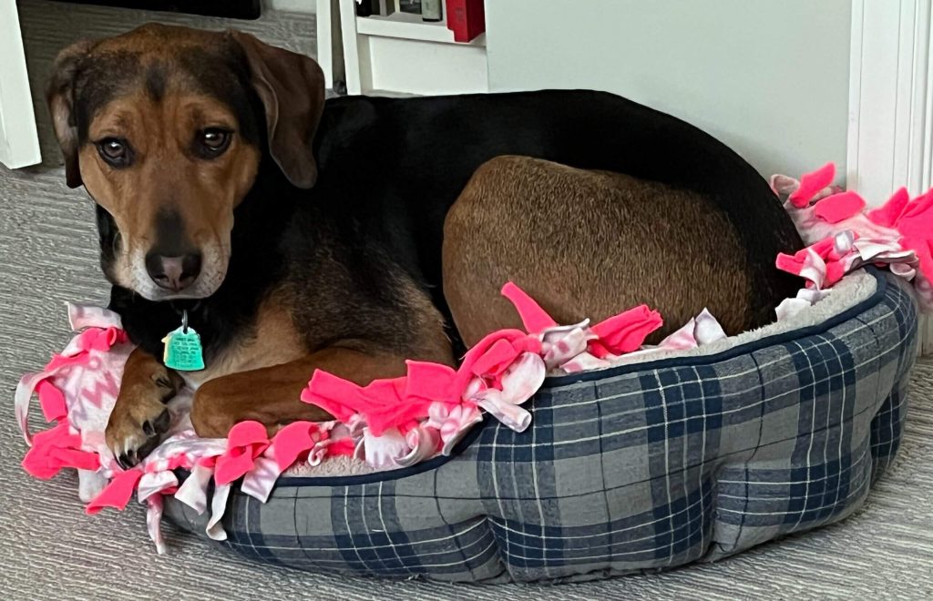 Drew Thomas's dog, Molly