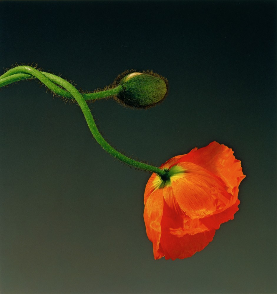 Poppy Robert Mapplethorpe