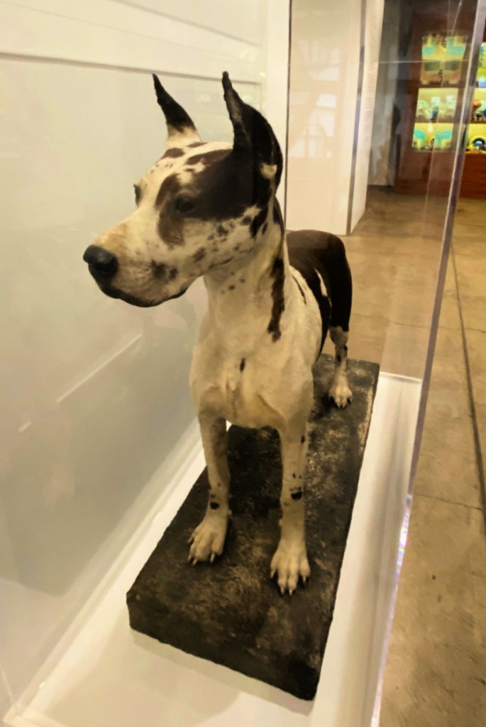 Stuffed Great Dane at the entrance to the Andy Warhol Foundation office