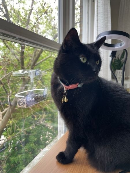 Sofia's cat Lily watching birds from an office windowsill beside a window-mounted birdfeeder, a companion during Sofia's remote training sessions