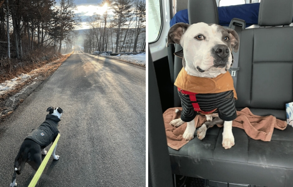 Rosanne Sasso's dog