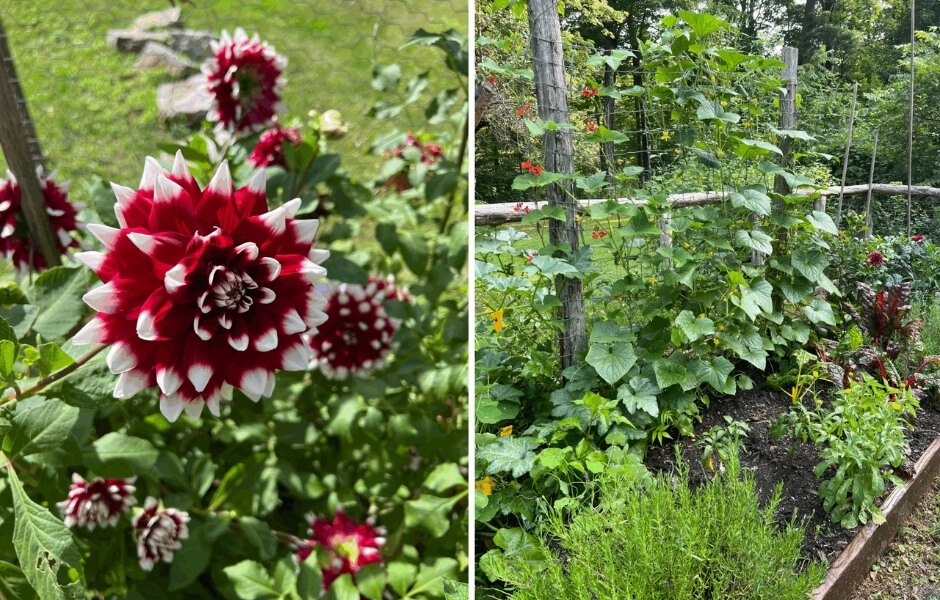 Collage of Rosanne Sasso's garden in bloom